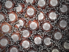 Load image into Gallery viewer, The Elder Deck: The Magician's Tool for Rune Reading